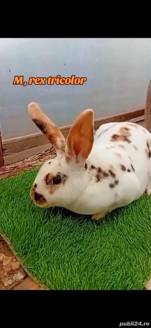 Vand iepuri ,usor negociabil... - imagine 2