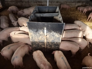 Purcei rasa de carne 30 -70 kg  - imagine 2