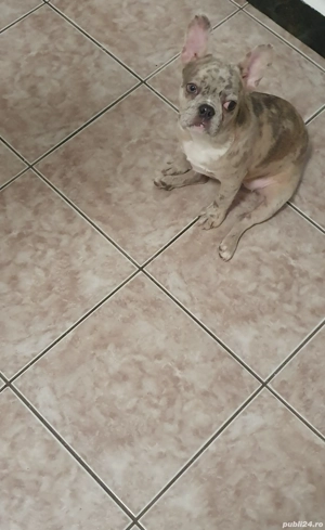 Vând Bulldog francez Merle  - imagine 4