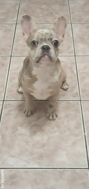 Vând Bulldog Francez - imagine 4