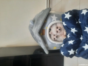 Pomeranian mascul ,6 luni,foarte jucăus - imagine 2