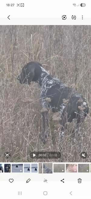 Vând brac german detalii la nr de tel o769217144 - imagine 4