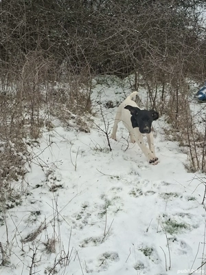 Vând brac german detalii la nr de tel o769217144 - imagine 3