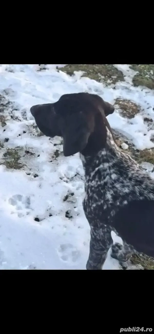 Vând brac german detalii la nr de tel o769217144 - imagine 5