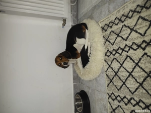 Vând cățel din rasa Beagle - imagine 2