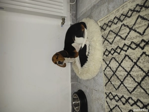 Vând cățel din rasa Beagle - imagine 3