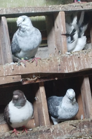 Porumbei Standard voiajori - imagine 2