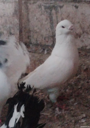 Porumbei Standard voiajori - imagine 3