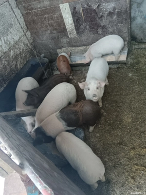 Vând purcei  - imagine 5