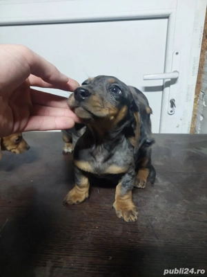 vand teckel  - imagine 2