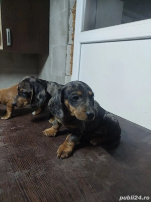 vand teckel  - imagine 3