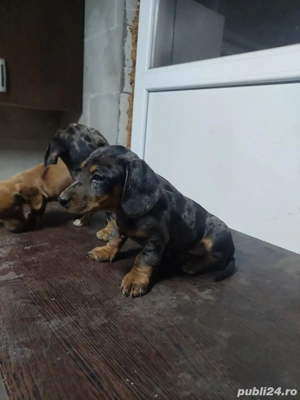 vand teckel  - imagine 4