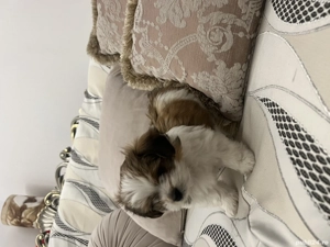 Bichon Havanez fetita  - imagine 3