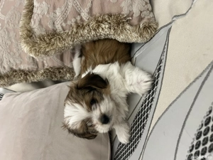 Bichon Havanez fetita 