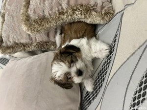 Bichon Havanez fetita  - imagine 2
