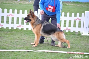 Ciobănesc german pereche - imagine 2