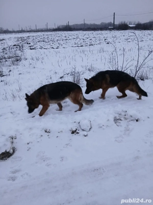 Ciobănesc german pereche - imagine 4