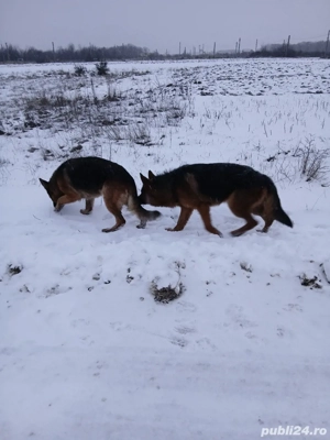 Ciobănesc german pereche - imagine 5