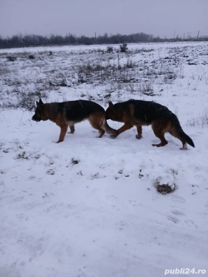 Ciobănesc german pereche - imagine 3