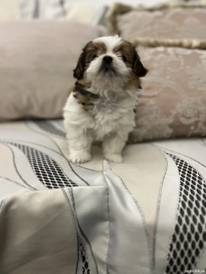 Bichon Havanez fetita  - imagine 4