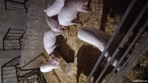 vand grasuni  - imagine 2