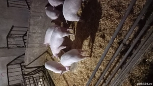 vand grasuni  - imagine 3