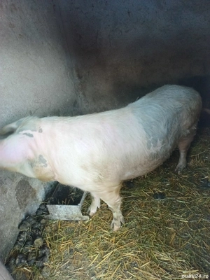 Vând scroafă - imagine 3