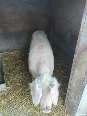 Vând scroafă - imagine 2