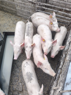 Vând purcei 5 luni marele alb - imagine 4