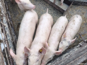 Vând purcei 5 luni marele alb - imagine 2