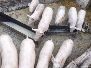 Vând purcei 5 luni marele alb - imagine 3