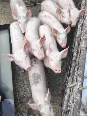 Vând purcei 5 luni marele alb - imagine 5