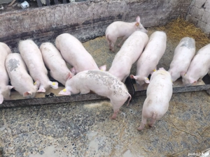 Vând purcei 5 luni marele alb