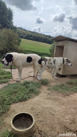 Femela Ciobanesc de asia centrala  - imagine 2