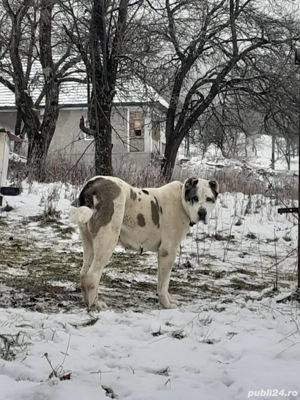 Femela Ciobanesc de asia centrala  - imagine 3