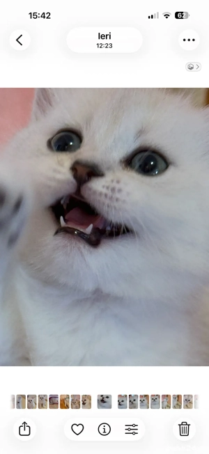 fetite si baieteii british short si long hair  - imagine 3