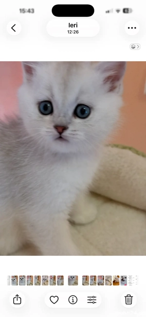 fetite si baieteii british short si long hair  - imagine 4