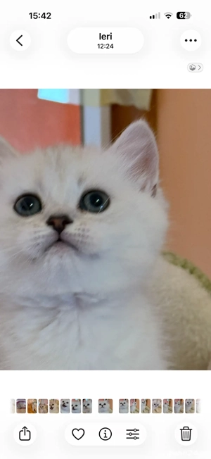 fetite si baieteii british short si long hair 