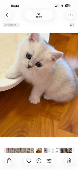 fetite si baieteii british short si long hair  - imagine 2