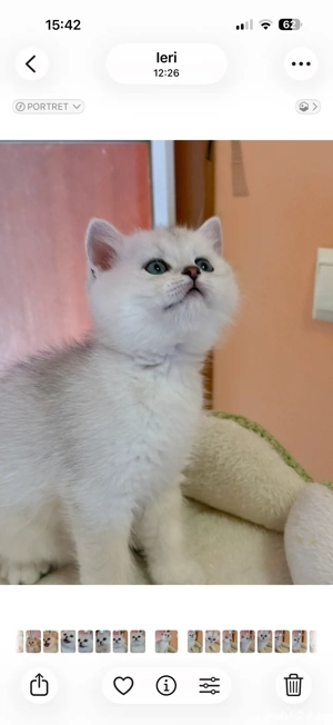 fetite si baieteii british short si long hair  - imagine 5