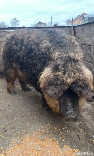 vand o scroafa la prima fatare  - imagine 2