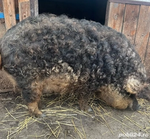 vand o scroafa la prima fatare 