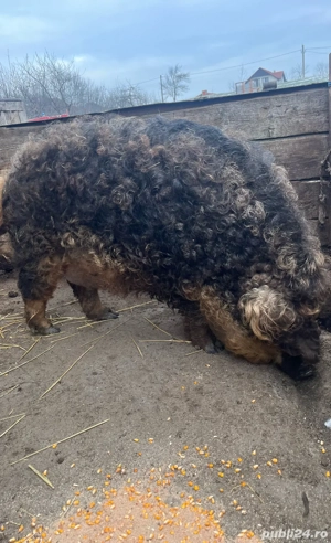 vand o scroafa la prima fatare  - imagine 5