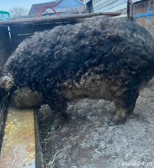 vand o scroafa la prima fatare  - imagine 3