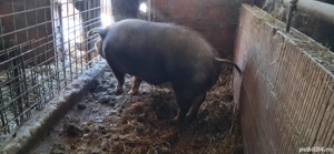 Scroafe de vanzare - imagine 2