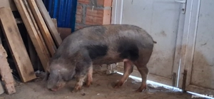 Scroafe de vanzare - imagine 3