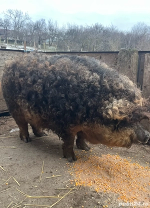 vand o scroafa la prima fatare  - imagine 4