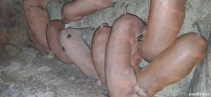 Vând purcei și soldani - imagine 4