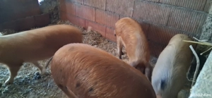 Vând purcei și soldani - imagine 3