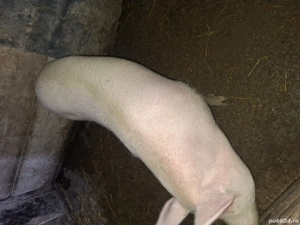 purcei de vânzare  - imagine 3